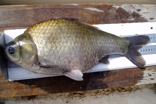 т 45.8p